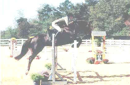 Irish Draught Showjumping Stallion